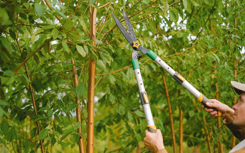 Tree trimming in West Rupert, VT