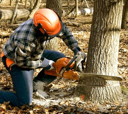 Tree Removal in West Rupert, VT